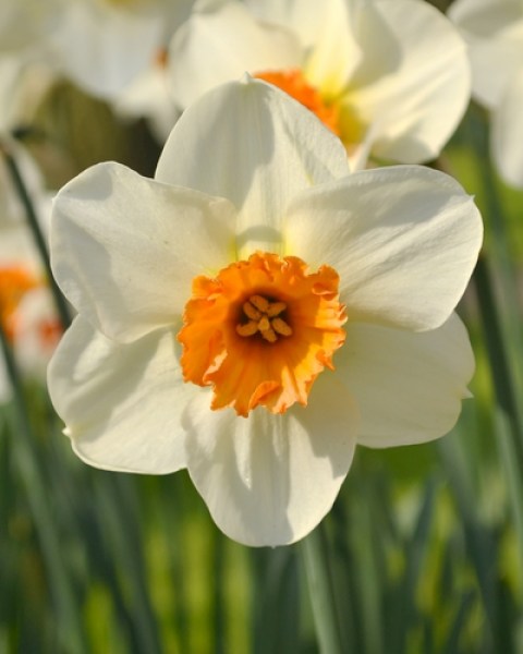 Barrett Browning.jpg